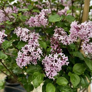 Syringa meyeri 'Palibin'