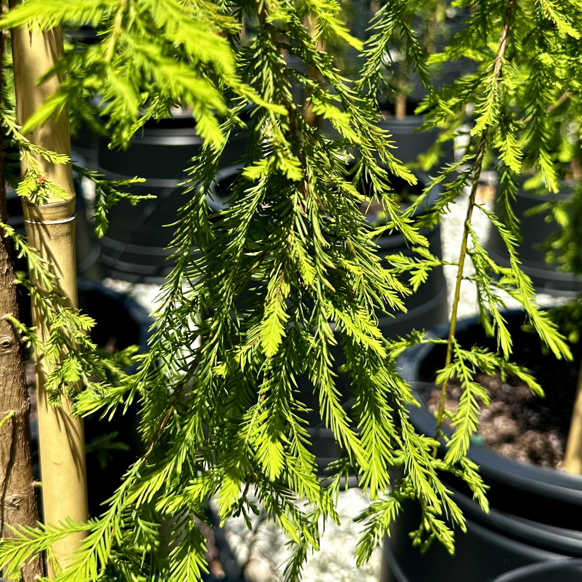 Taxodium distichum 'Falling Waters'