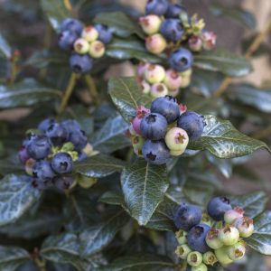 Vaccinium 'Orus-61-1' Bushel and Berry® Perpetua® PP24209