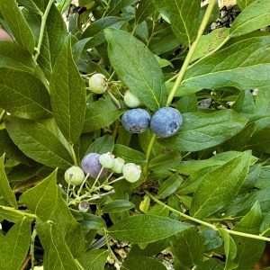 Vaccinium ashei 'Vernon' Down Home Harvest® Takes the Cake® PP18291