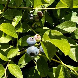 Vaccinium ashei 'Tifblue'