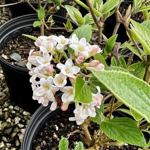 Viburnum x burkwoodii 'Mohawk'
