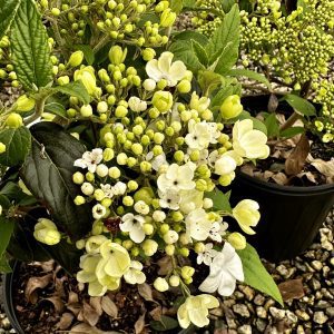 Viburnum x 'Nantucket'