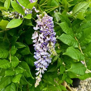 Wisteria macrostachya 'Blue Moon'