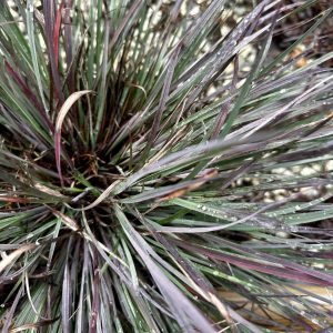 Schizachyrium scoparium 'The Blues'