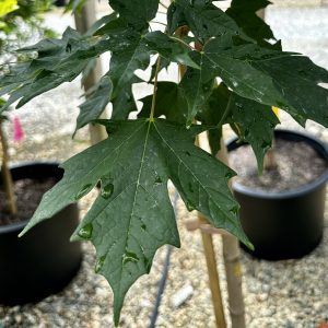Acer saccharum 'Legacy®'