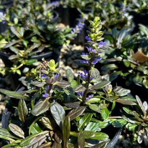 Ajuga reptans 'Chocolate Chip'