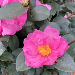 Camellia x 'FARROWCJH' Just Chill™ Double Mauve PPAF