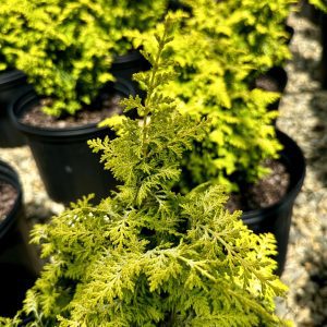 Chamaecyparis obtusa 'Fernspray Gold'