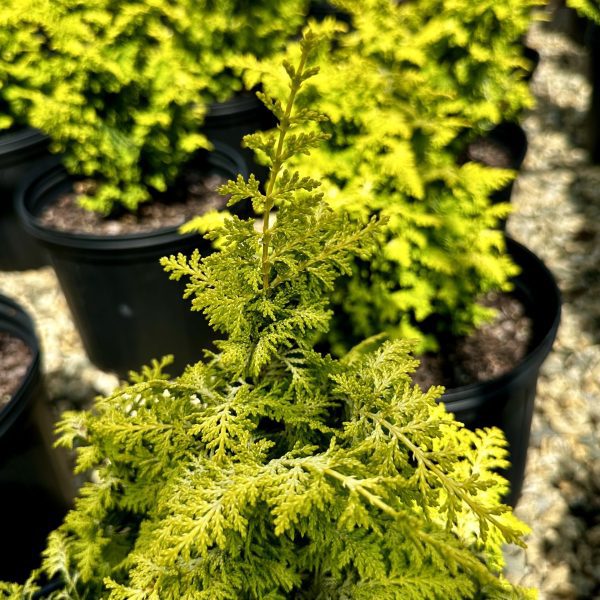Chamaecyparis obtusa 'Fernspray Gold'