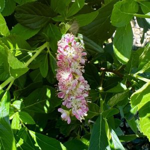Clethra alnifolia 'Ruby Spice'