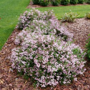 Deutzia 'NCDX3' Yuki Kabuki™ PPAF