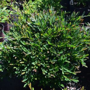 Distylium 'DISMD-15-18' Emerald Cascade® PPAF