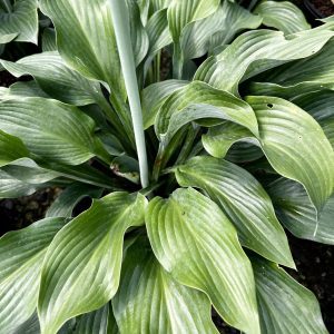 Hosta 'Krossa Regal'