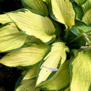 Hosta 'Paul's Glory'