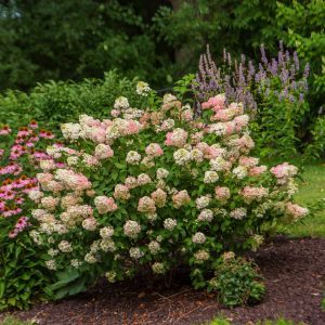 Hydrangea paniculata 'RENSUN' Strawberry Sundae® PP25438