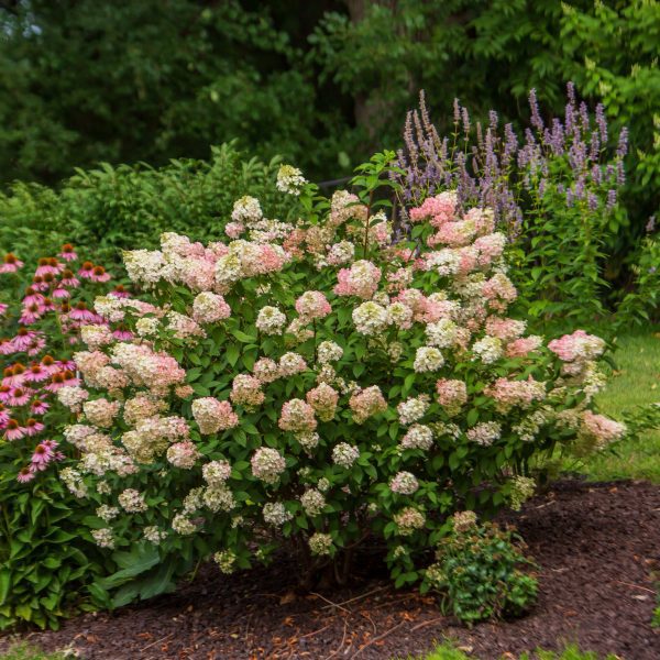 Hydrangea paniculata 'RENSUN' Strawberry Sundae® PP25438