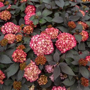 Hydrangea macrophylla 'Bailmacseven' Eclipse® PP34544