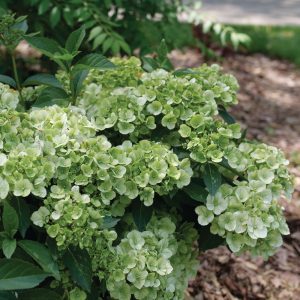 Hydrangea x 'WNHYDFBWMH' Fairytrail™ Green PPAF