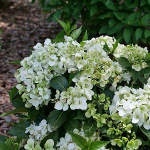 Hydrangea x 'WNHYDFBVYWMH' Fairytrail™ White PP35989