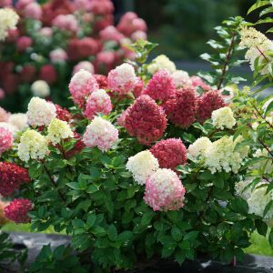Hydrangea paniculata 'SMNHPH' Little Lime Punch® PP33207