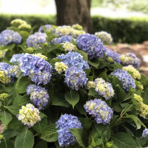 Hydrangea macrophylla 'GRENAN' Nantucket Blue™