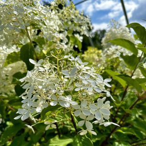 Hydrangea paniculata 'Phantom'