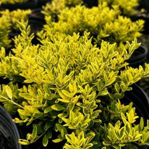 Ilex crenata 'Adorned' Touch of Gold®