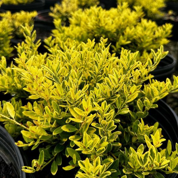 Ilex crenata 'Adorned' Touch of Gold®