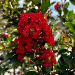 Lagerstroemia x fauriei 'PIILAG B5' Enduring™ Summer Red PP25476