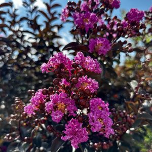 Lagerstroemia indica '18II' Black Diamond® Purely Purple™ PP28086