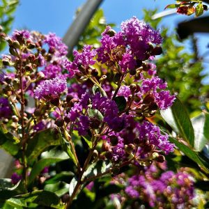 Lagerstroemia indica 'HOCH1065' Summerlasting® Plum PPAF