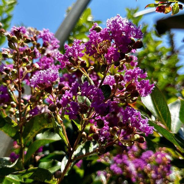 Lagerstroemia indica 'HOCH1065' Summerlasting® Plum PPAF