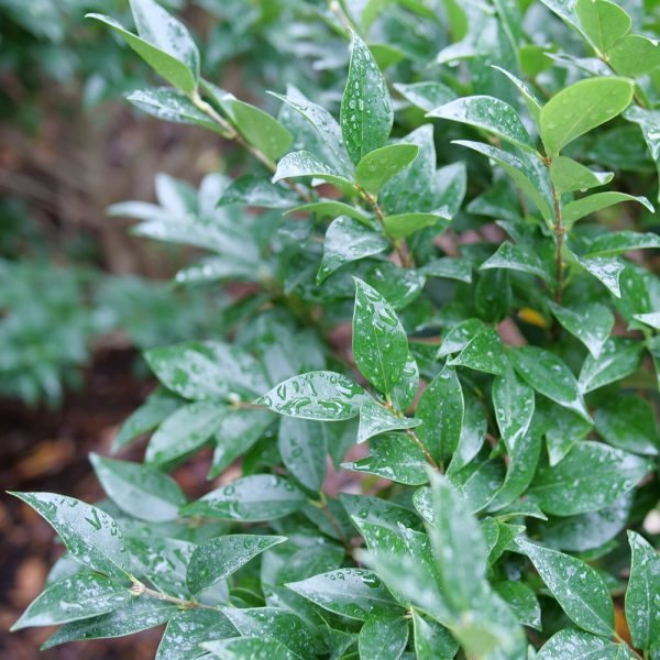Ligustrum japonicum 'NCLJ1' Kindly® PP35881
