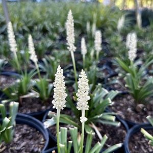 Liriope muscari 'Monroe's White'