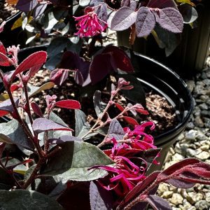 Loropetalum chinense 'Dark Fire'