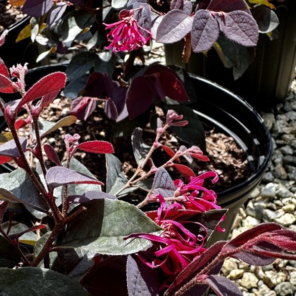 Loropetalum chinense 'Dark Fire'