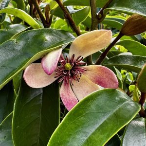 Magnolia figo 'Stellar Ruby' PP29778