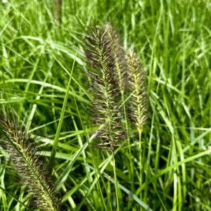 Pennisetum alopecuriodes 'Red Head'