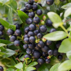 Vaccinium 'ZF08-095' Bushel and Berry® Berrybux® PP25467