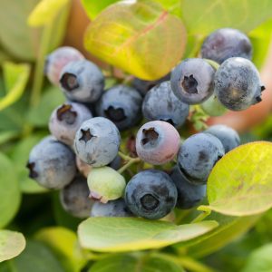 Vaccinium 'ZF06-043' Bushel and Berry® Peach Sorbet® PP23325