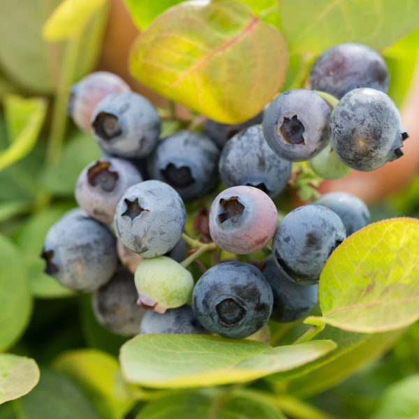 Vaccinium 'ZF06-043' Bushel and Berry® Peach Sorbet® PP23325