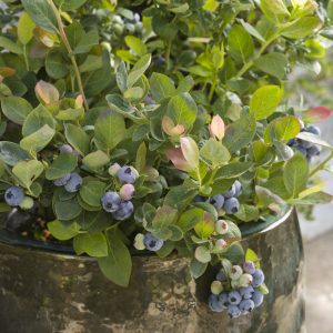 Vaccinium 'ZF06-079' Bushel and Berry® Pink Icing® PP23336