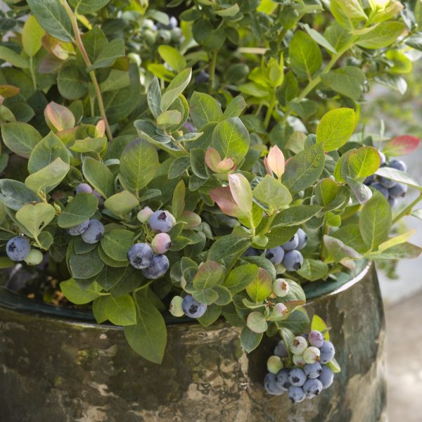 Vaccinium 'ZF06-079' Bushel and Berry® Pink Icing® PP23336