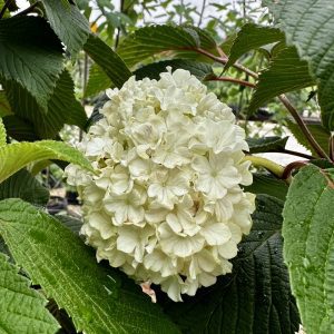 Viburnum plicatum 'Limartz' Lime Martini™