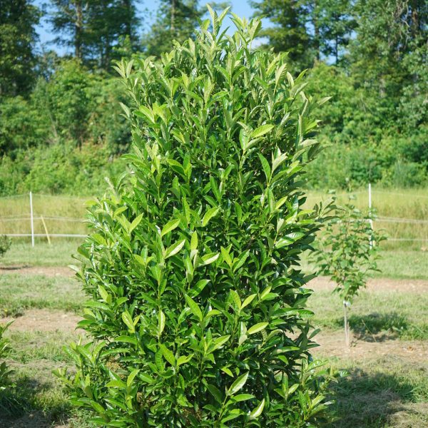 Viburnum x 'NCVX5' Yardline™ PPAF