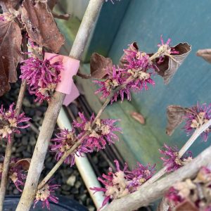 Hamamelis vernalis 'Amethyst'