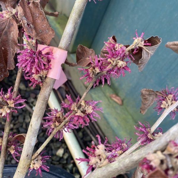Hamamelis vernalis 'Amethyst'
