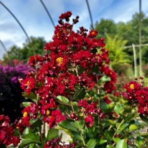 Lagerstroemia indica 'Whit IV' Red Rocket® PP11342
