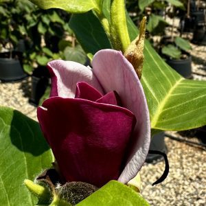 Magnolia x 'Cameo'